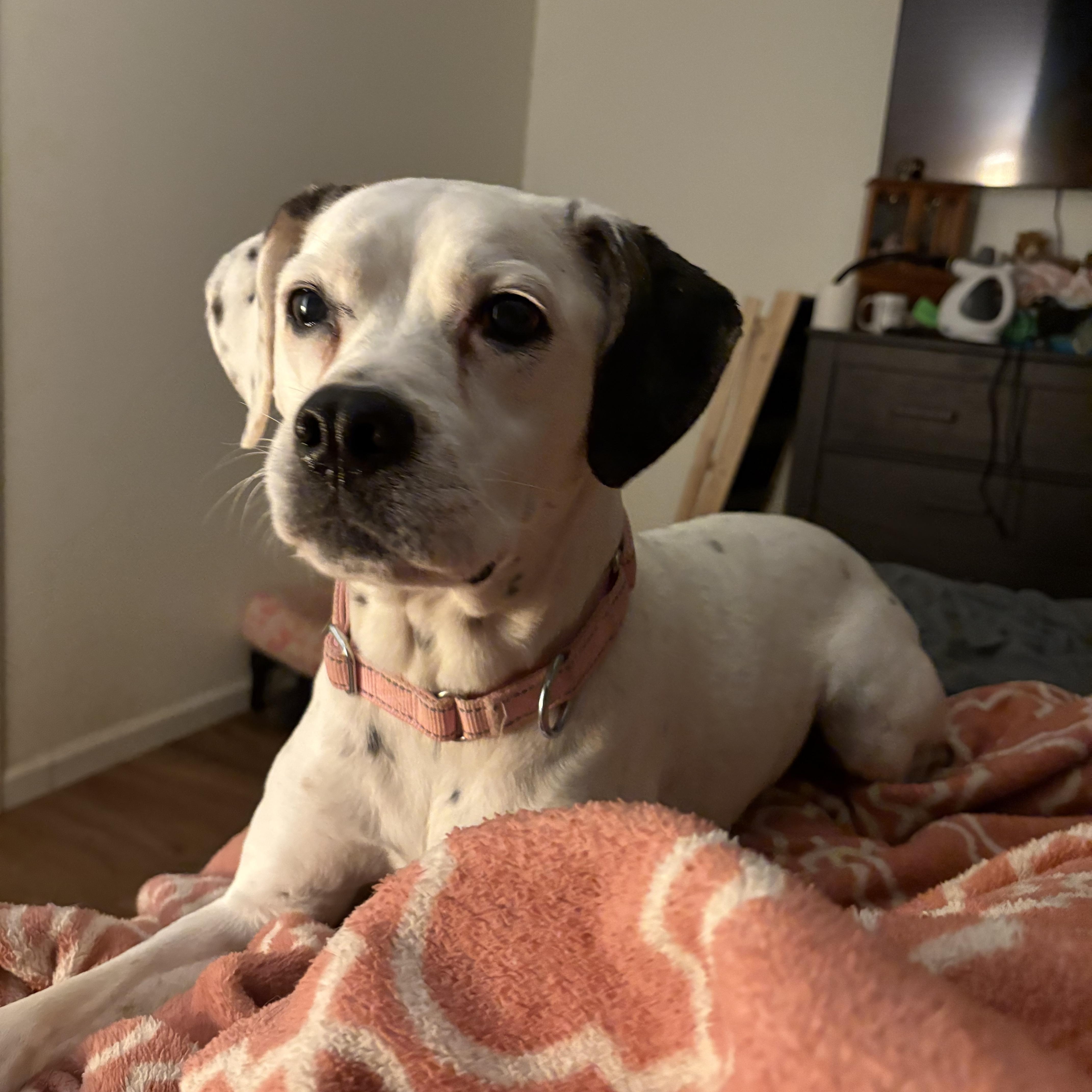 Enlarge Nova, a Adoptable mixed breed in greer, SC image 2/4