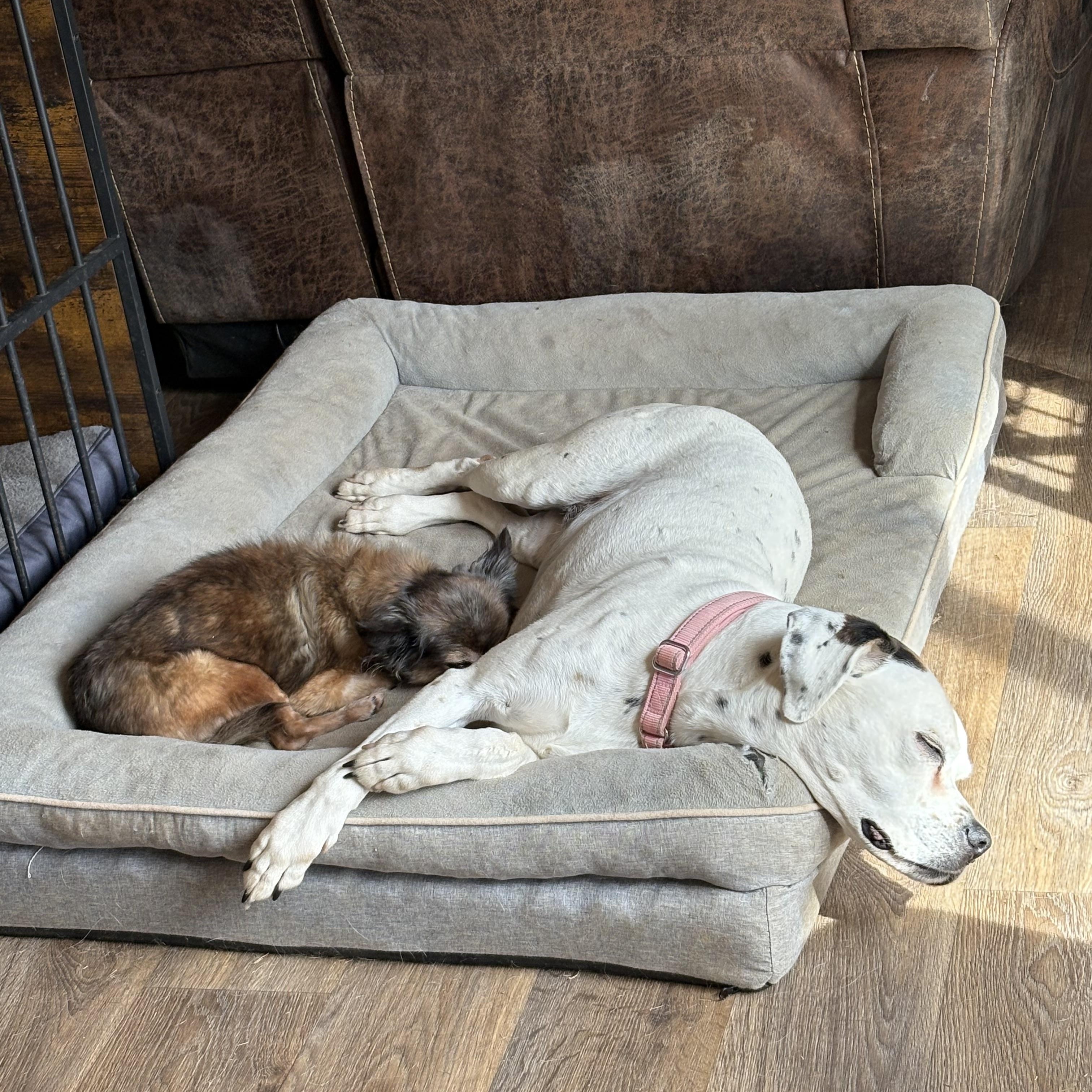 Nova, Adoptable, Senior Female Boxer.