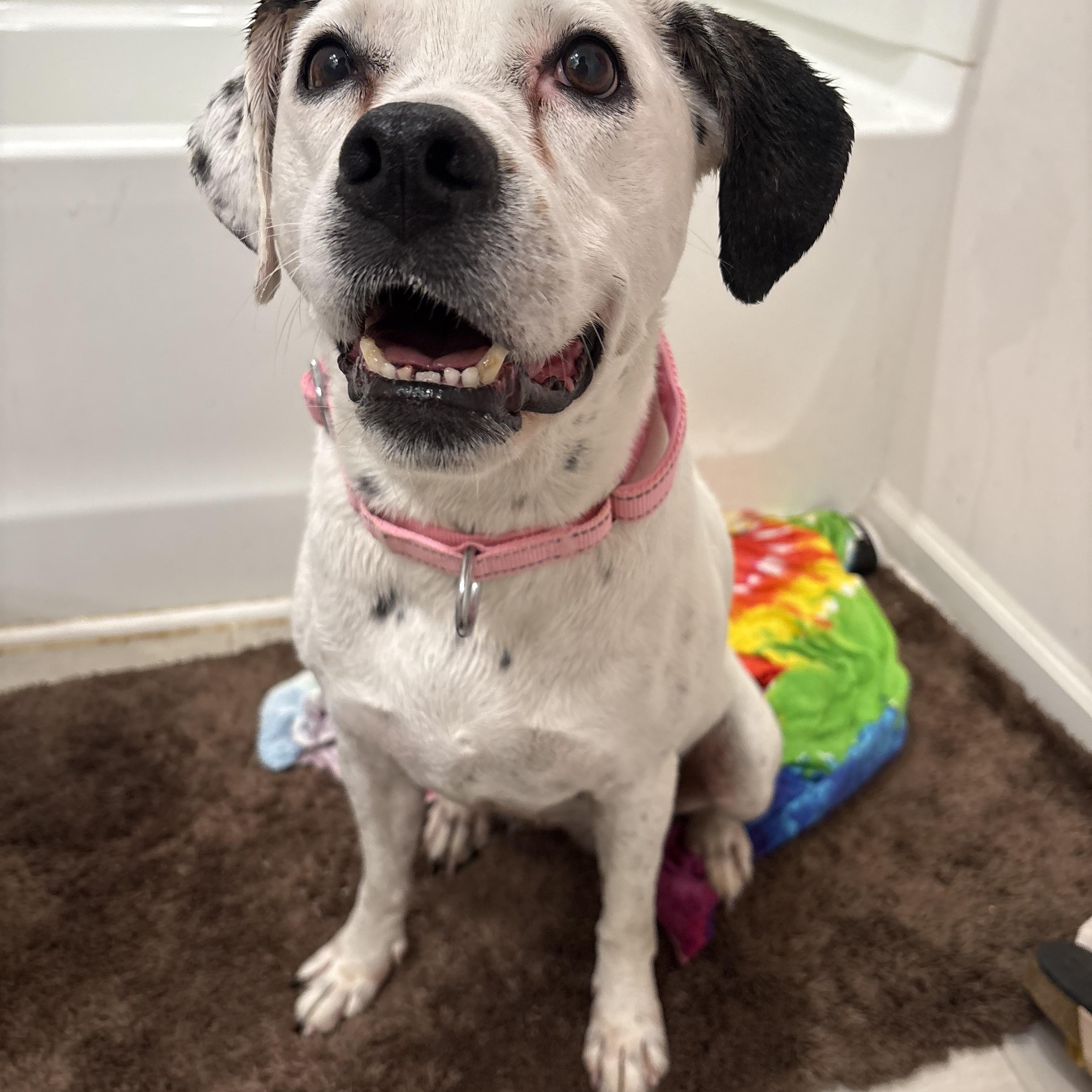 Enlarge Nova, a Adoptable mixed breed in greer, SC image 4/4