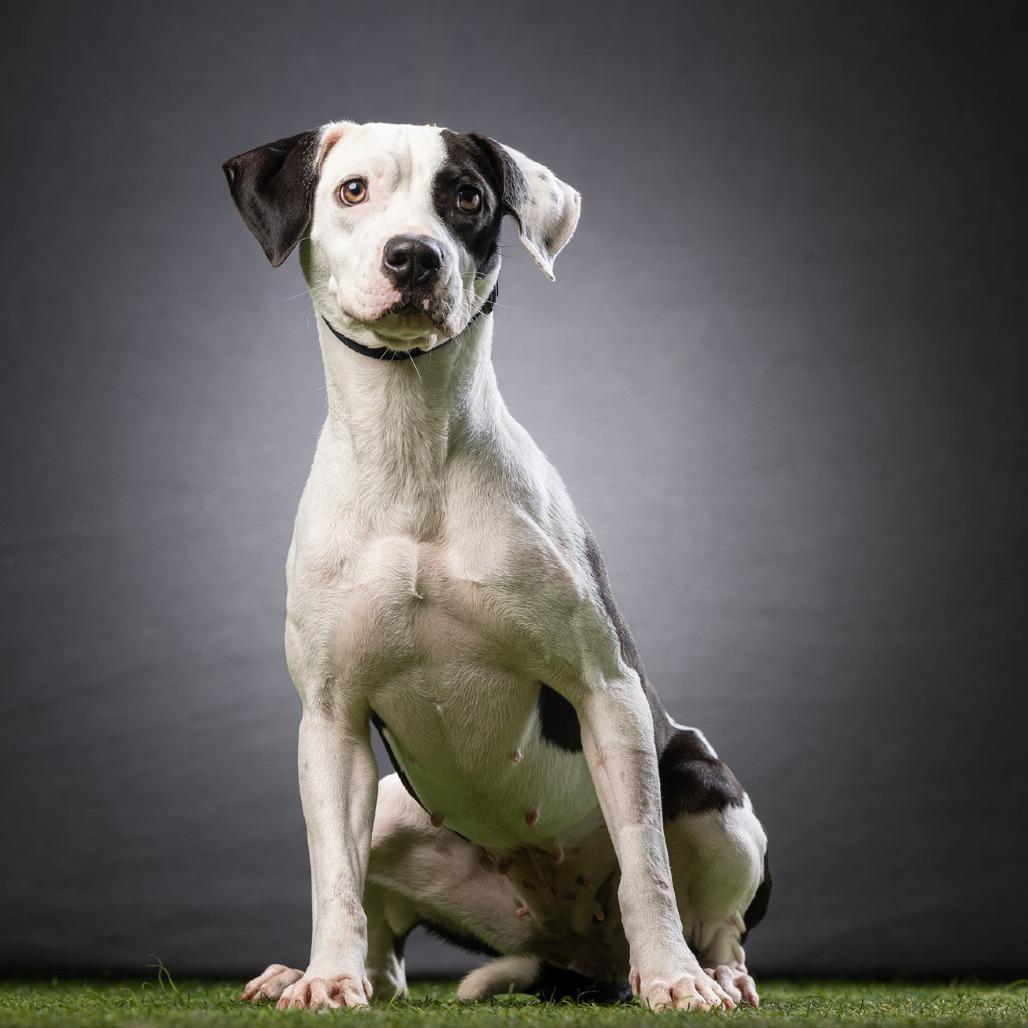 Elvira, Adoptable, Adult Female American Bulldog.