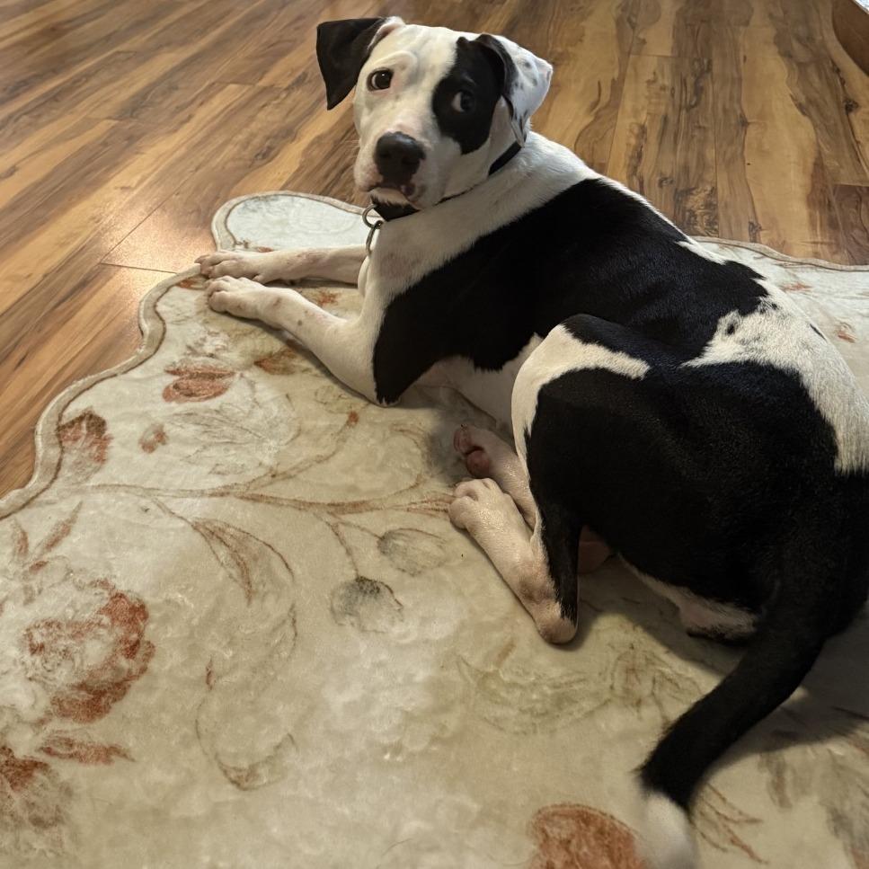 Enlarge Elvira, a Adoptable mixed breed in Jupiter, FL image 1/6