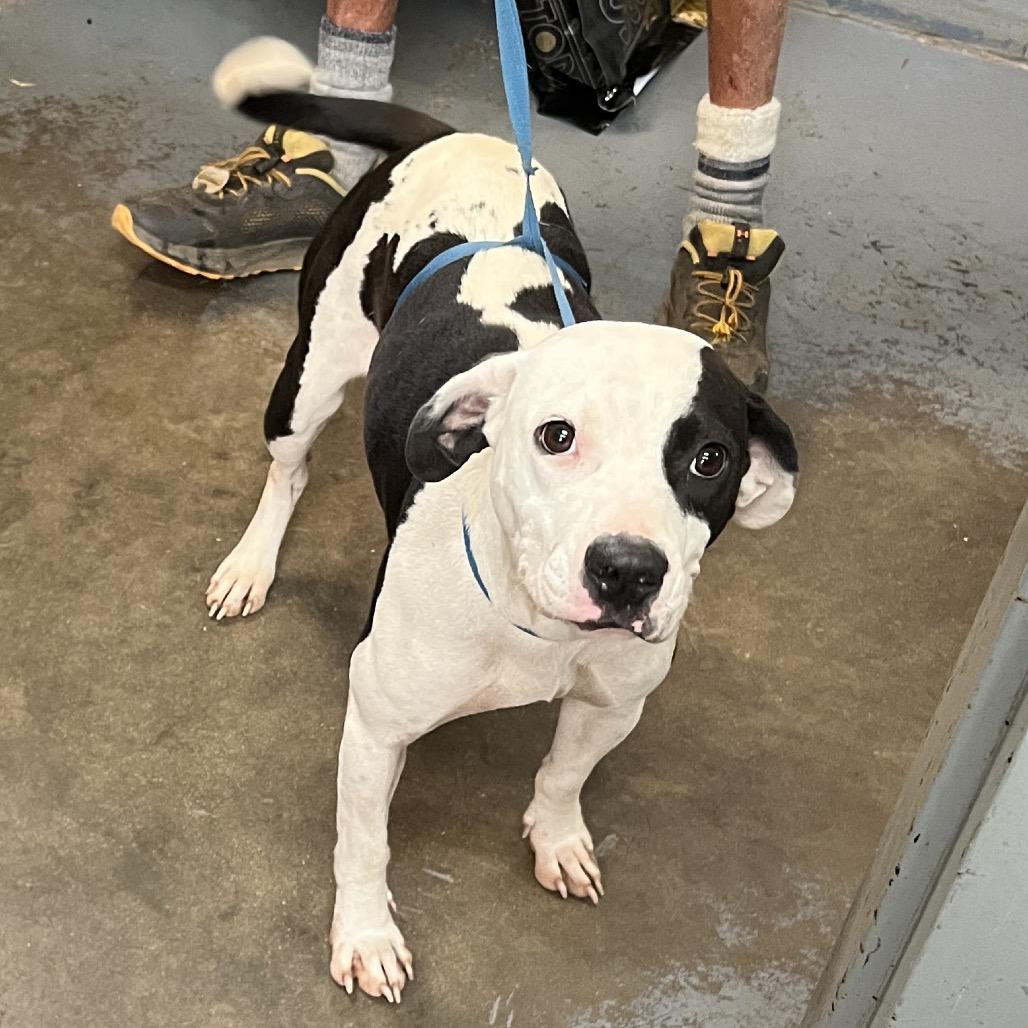 Enlarge Elvira, a Adoptable mixed breed in Jupiter, FL image 2/5