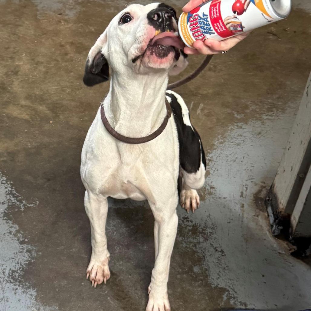 Enlarge Elvira, a Adoptable mixed breed in Jupiter, FL image 3/5