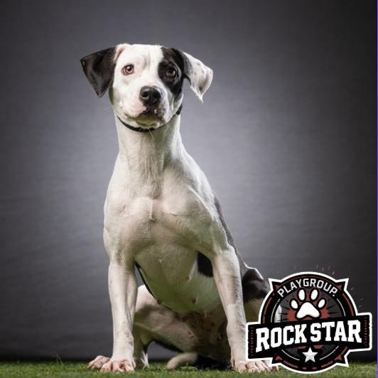 Enlarge Elvira, a Adoptable mixed breed in Jupiter, FL image 4/5