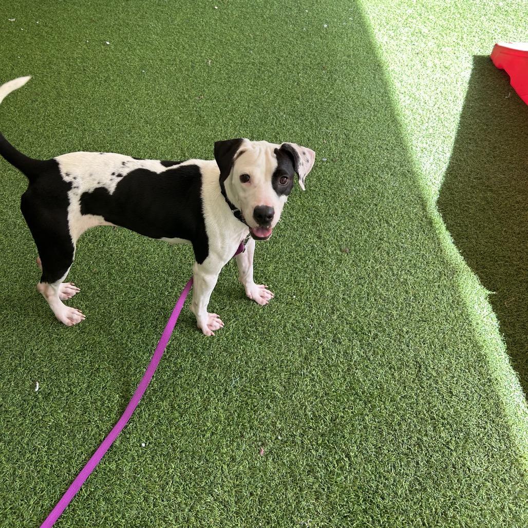 Enlarge Elvira, a Adoptable mixed breed in Jupiter, FL image 5/5