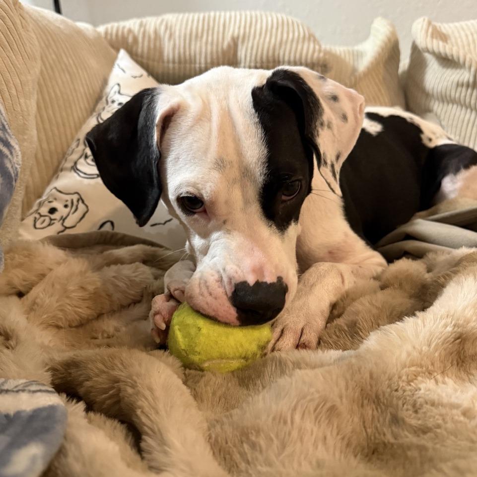 Enlarge Elvira, a Adoptable mixed breed in Jupiter, FL image 6/6