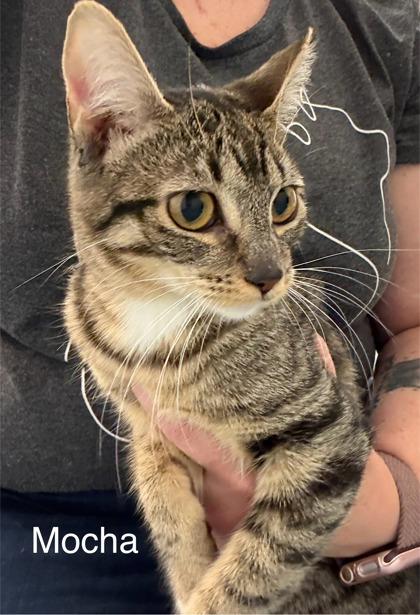 Enlarge Mocha, a Adoptable mixed breed in Laguna Niguel, CA image 1/3