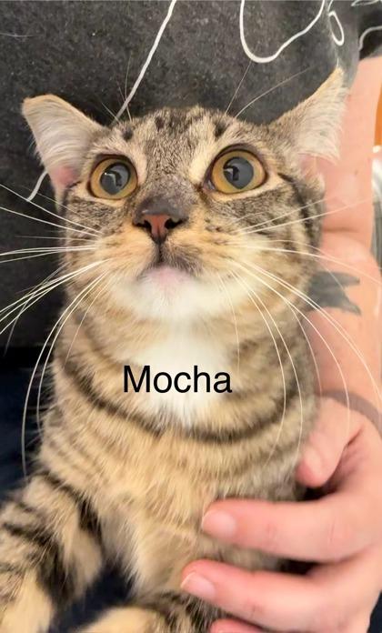 Enlarge Mocha, a Adoptable mixed breed in Laguna Niguel, CA image 3/3
