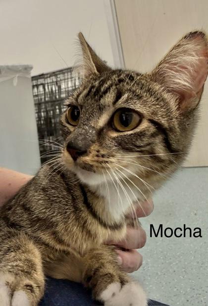 Enlarge Mocha, a Adoptable mixed breed in Laguna Niguel, CA image 2/3