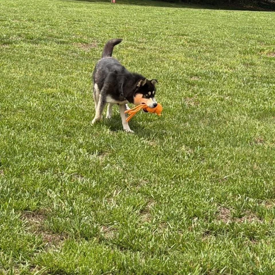 Loki, a ADOPTABLE Husky in Wilkesboro, NC image 3/3