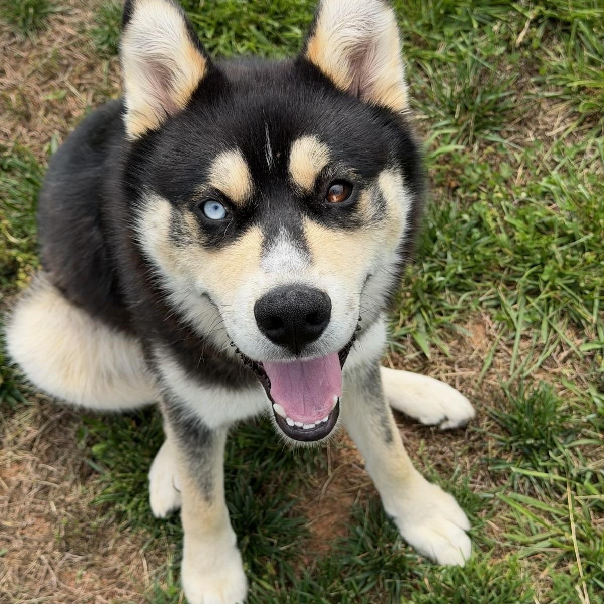 Loki, a ADOPTABLE Husky in Wilkesboro, NC image 1/3