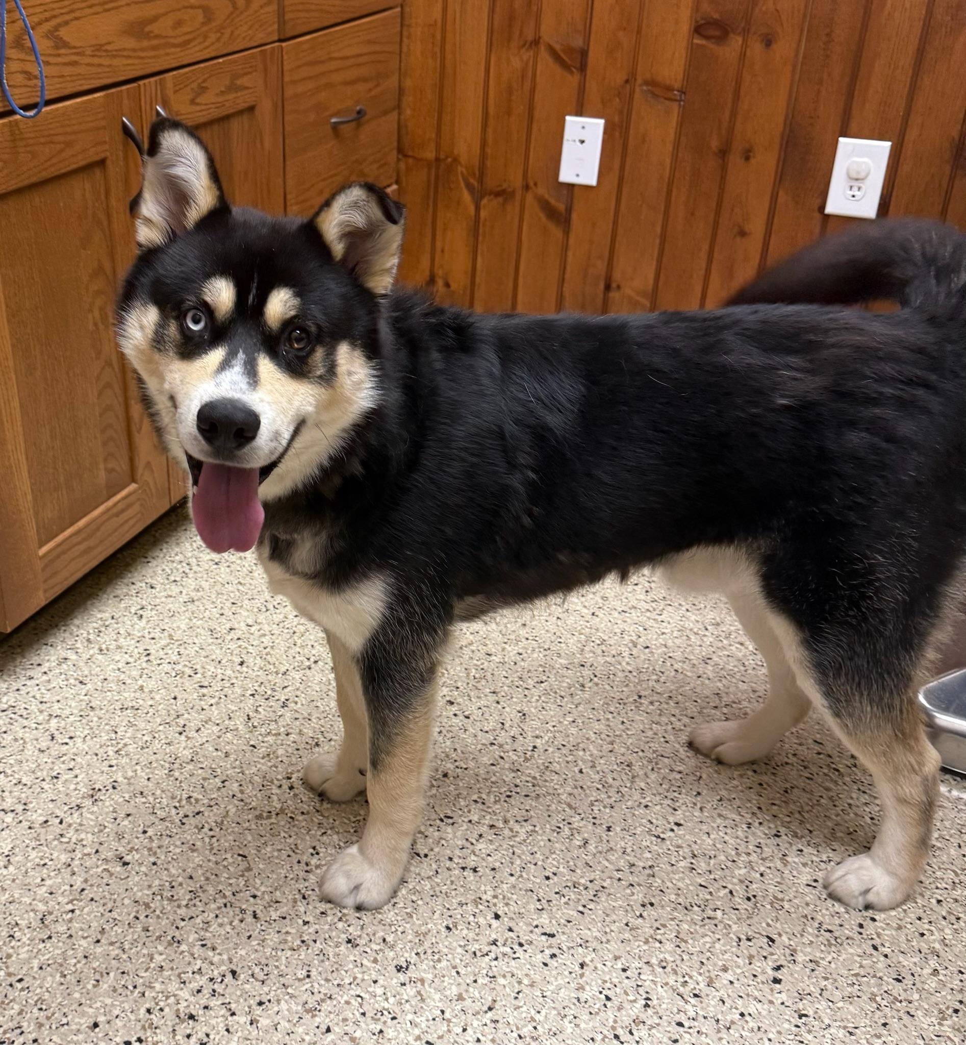 Enlarge Loki, a ADOPTABLE mixed breed in Wilkesboro, NC image 2/4