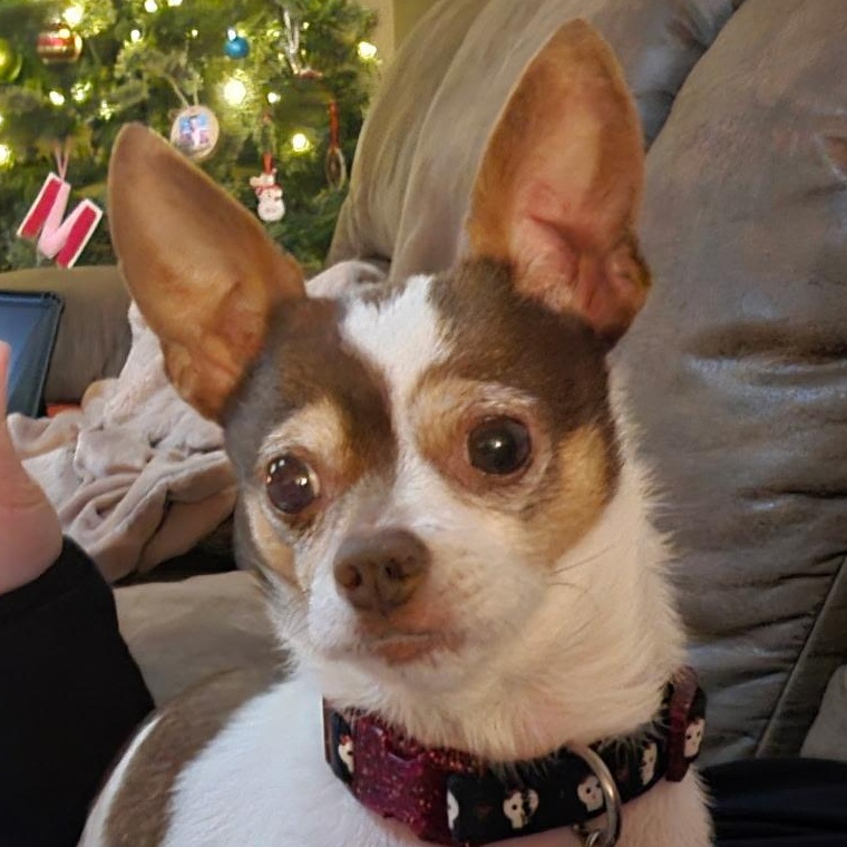 Penny, Adoptable, Senior Female Chihuahua.