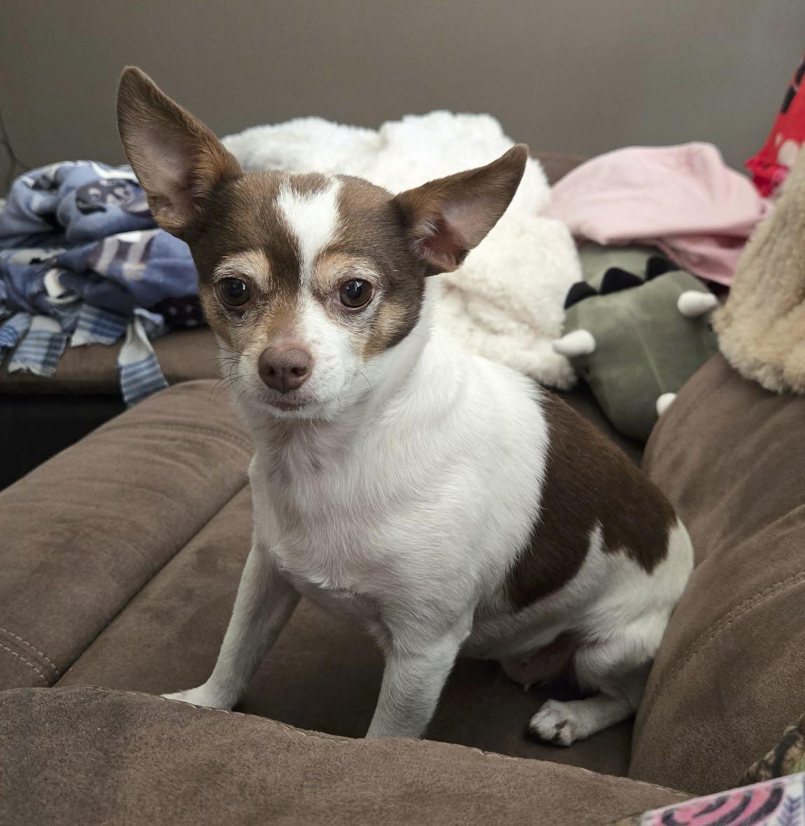 Penny, Adoptable, Senior Female Chihuahua.