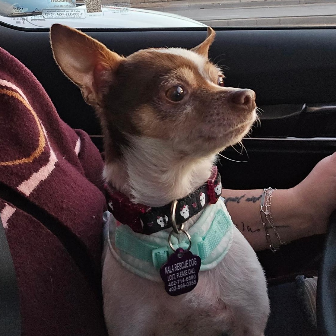 Enlarge Penny, a Adoptable Chihuahua in Omaha, NE image 2/6