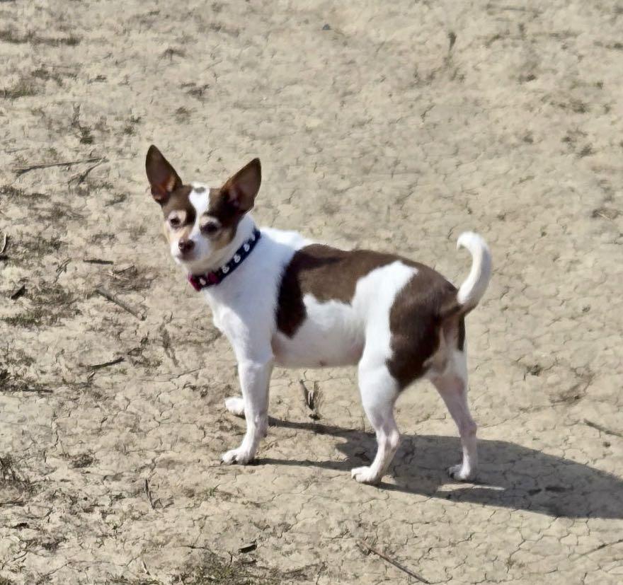 Enlarge Penny, a Adoptable Chihuahua in Omaha, NE image 3/6