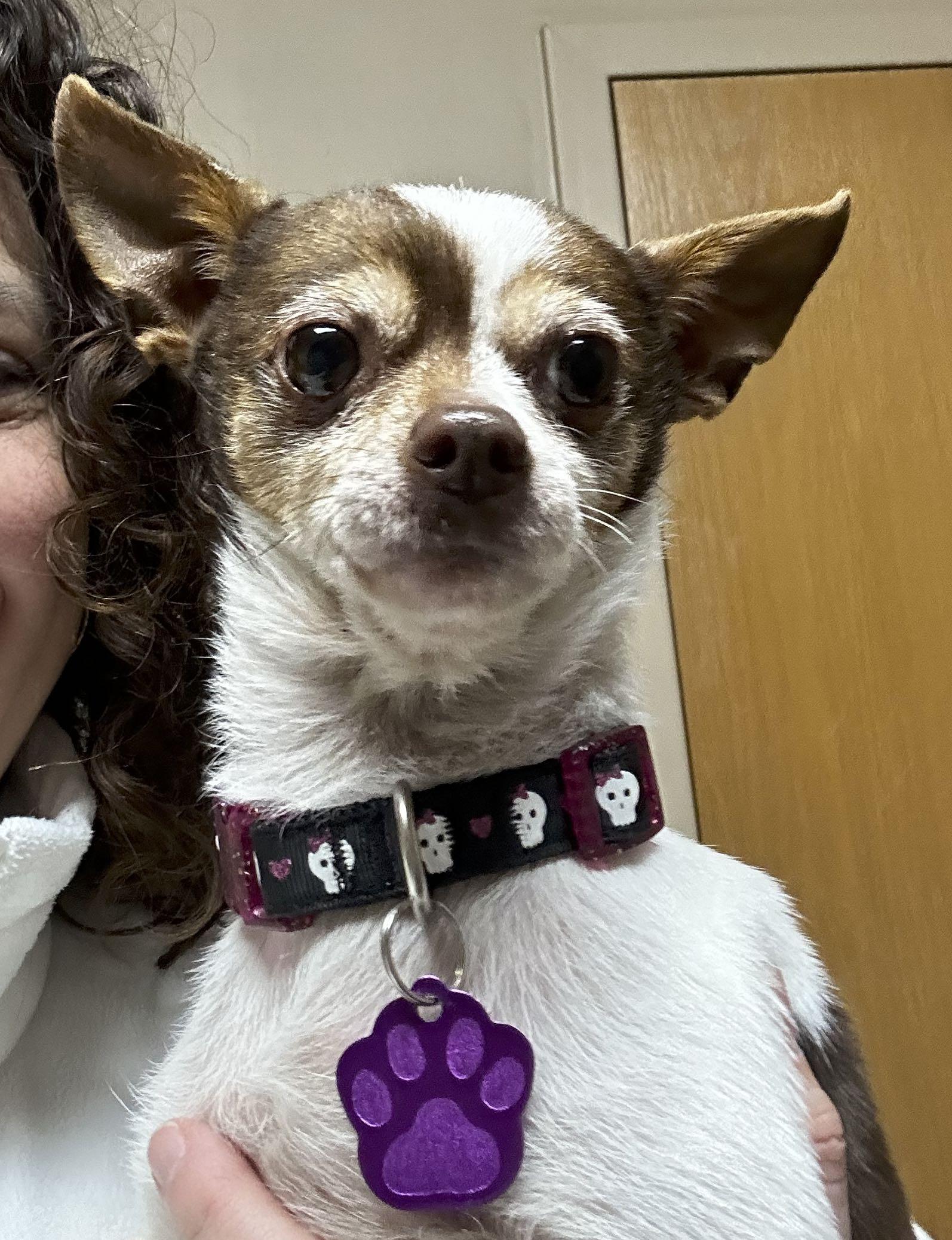 Enlarge Penny, a Adoptable Chihuahua in Omaha, NE image 4/6