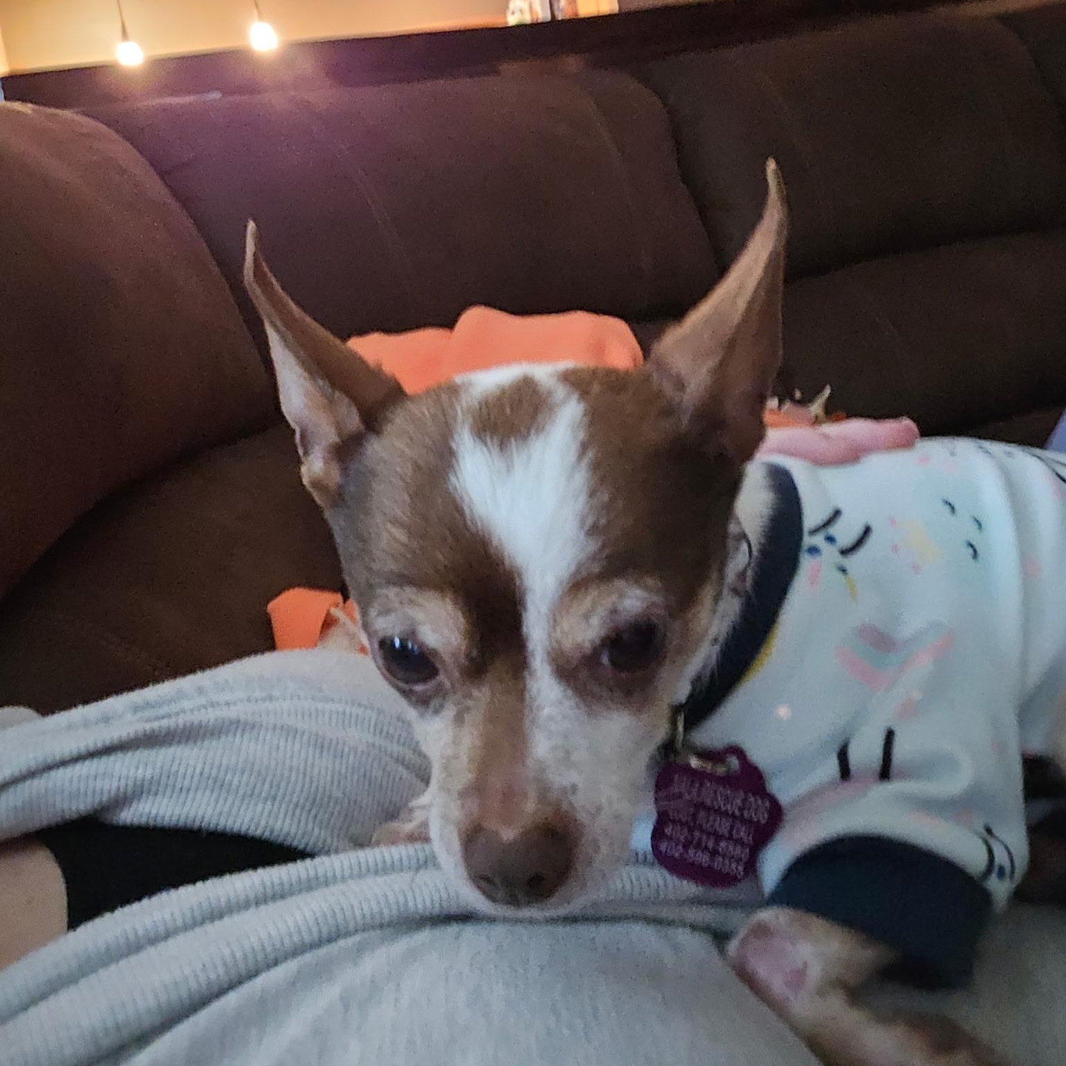 Enlarge Penny, a Adoptable Chihuahua in Omaha, NE image 5/6