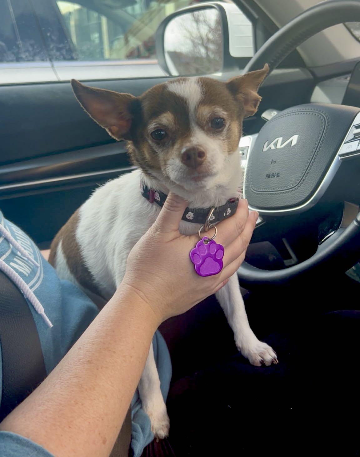 Enlarge Penny, a Adoptable Chihuahua in Omaha, NE image 2/6