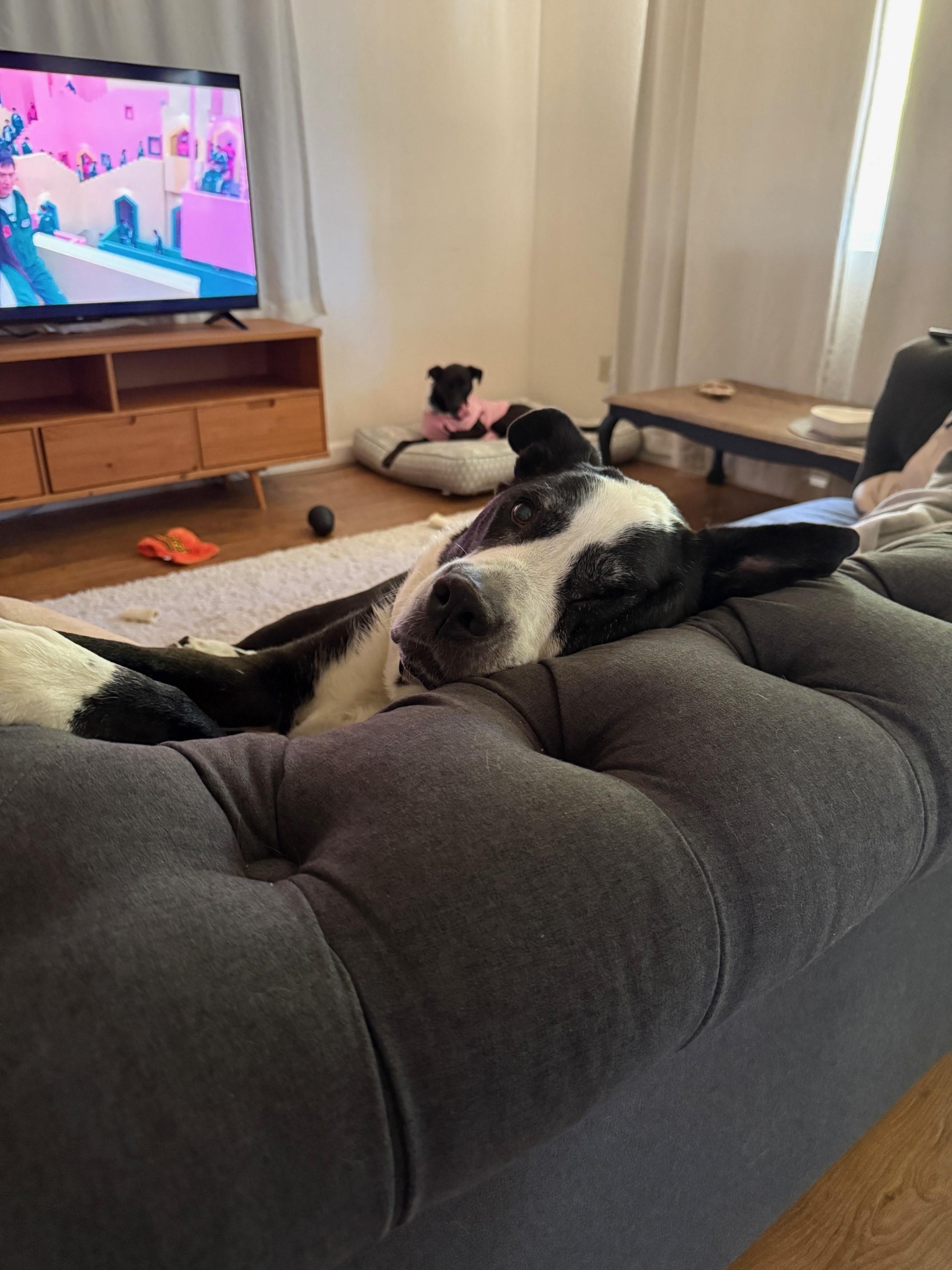 Oreo