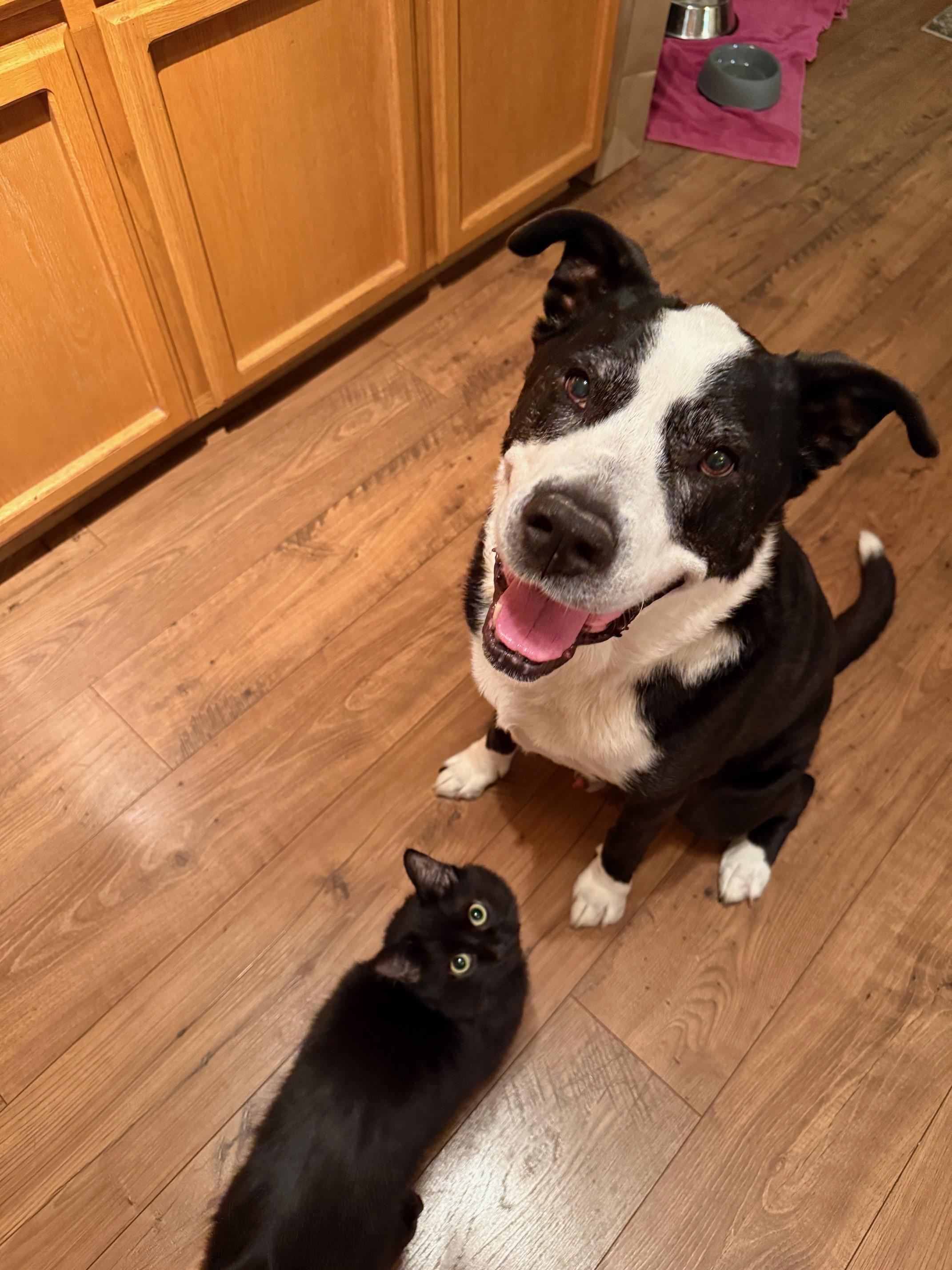 Oreo