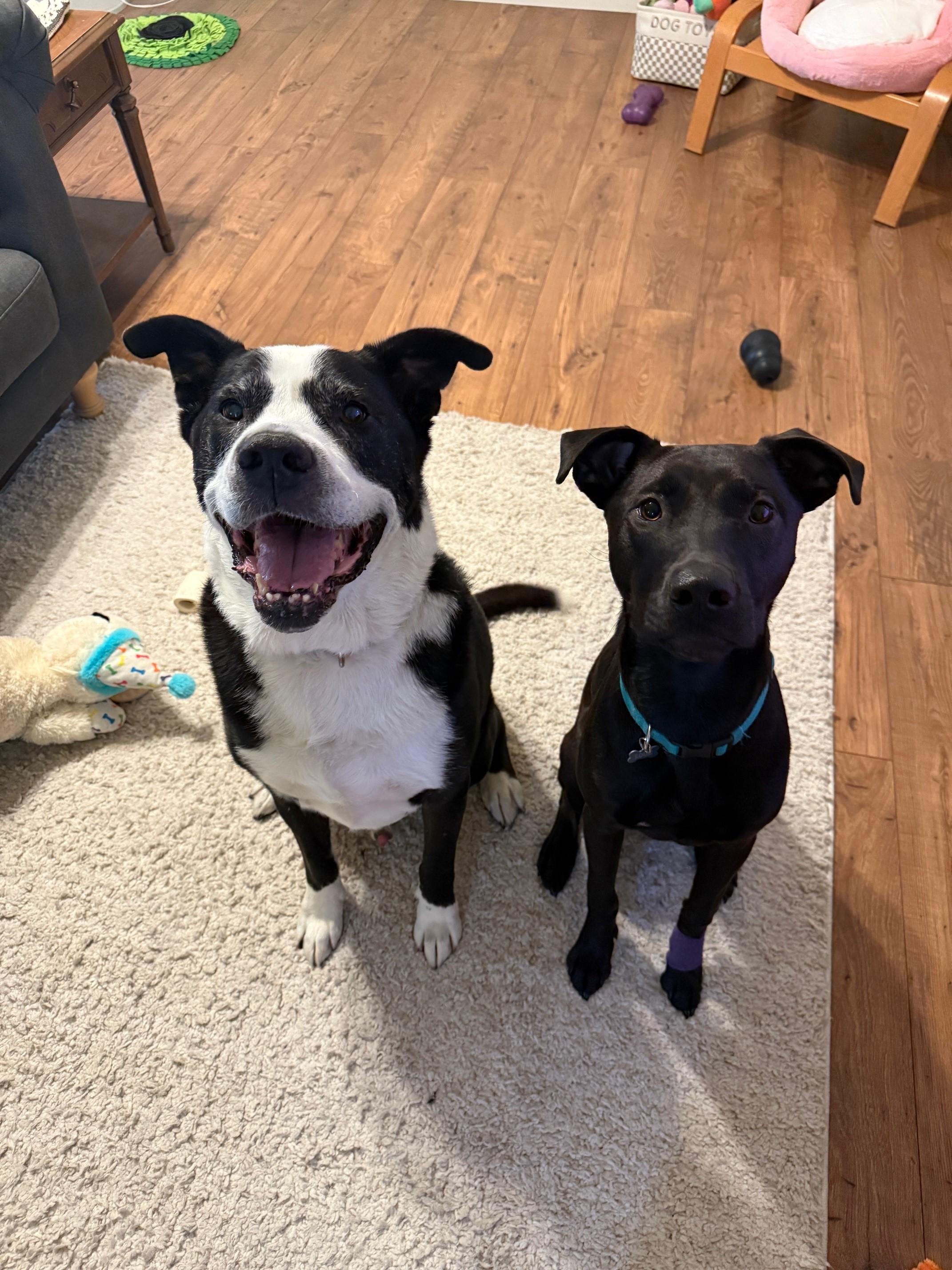 Oreo