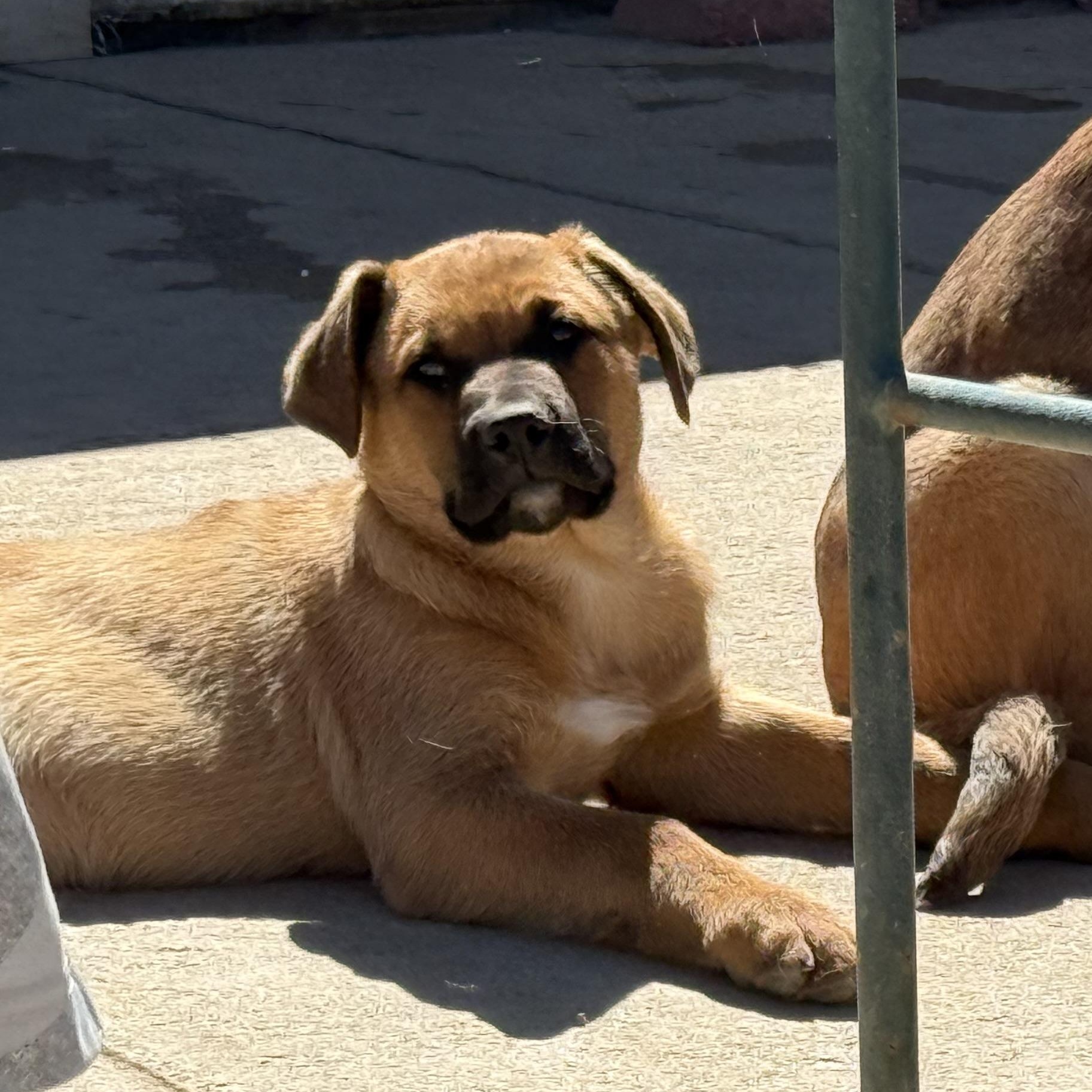 Enlarge Willow, a ADOPTABLE Mixed Breed in Littleton, CO image 2/2