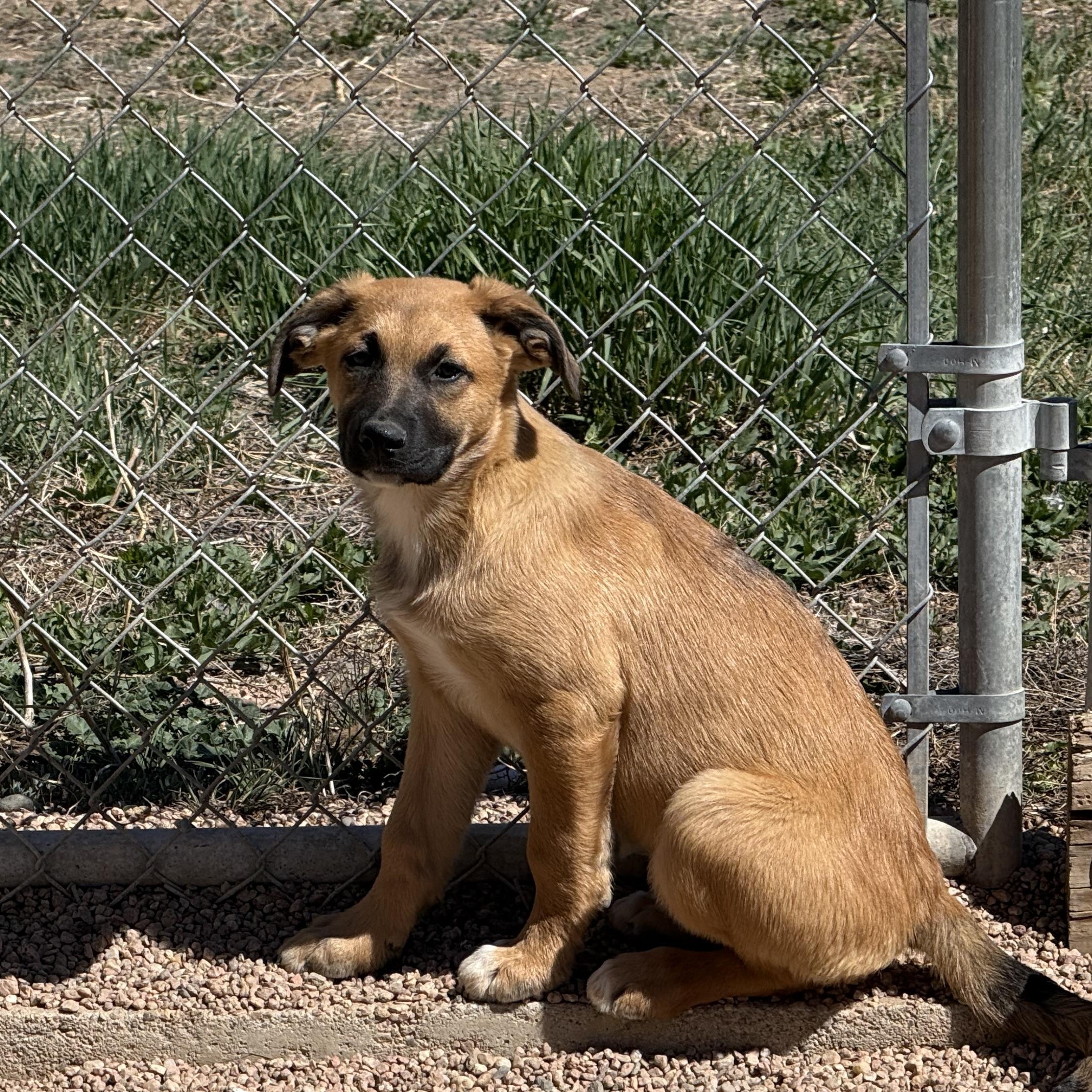 Enlarge Willow, a ADOPTABLE Mixed Breed in Littleton, CO image 1/2