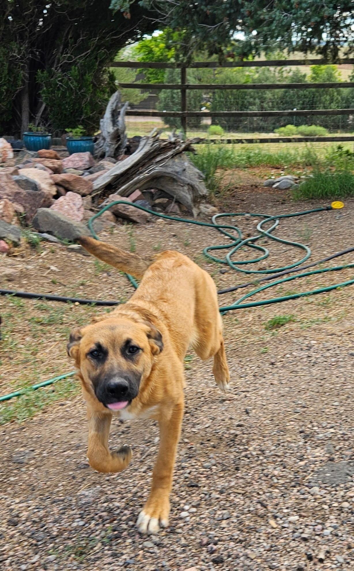 Willow, ADOPTABLE, Puppy Female Mixed Breed.