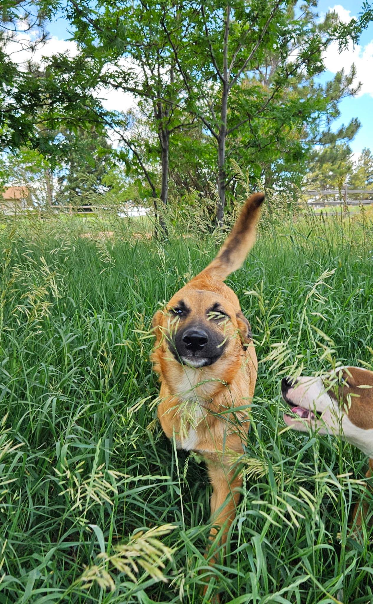 Enlarge Willow, a ADOPTABLE Mixed Breed in Littleton, CO image 2/5