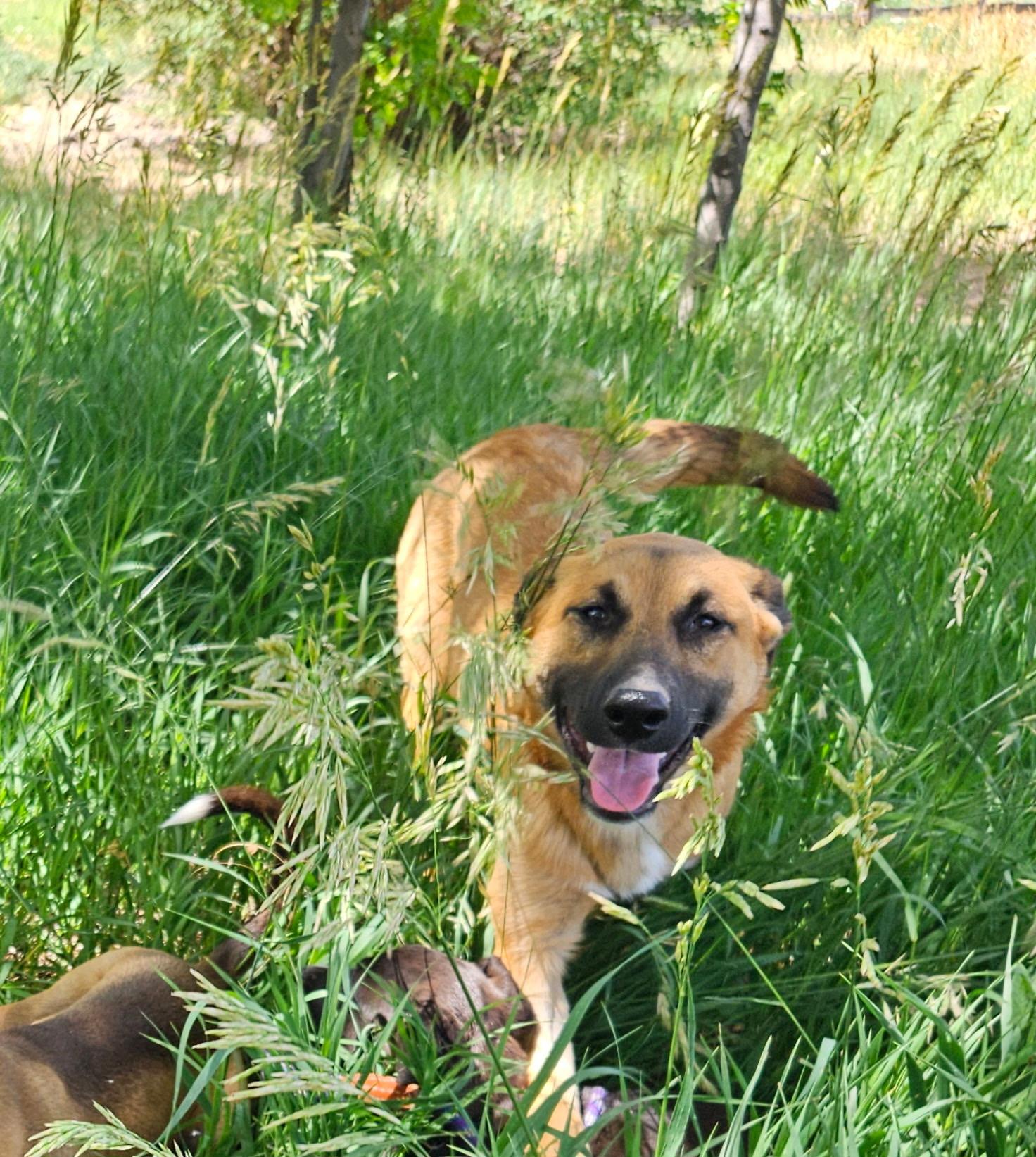 Enlarge Willow, a ADOPTABLE Mixed Breed in Littleton, CO image 5/5