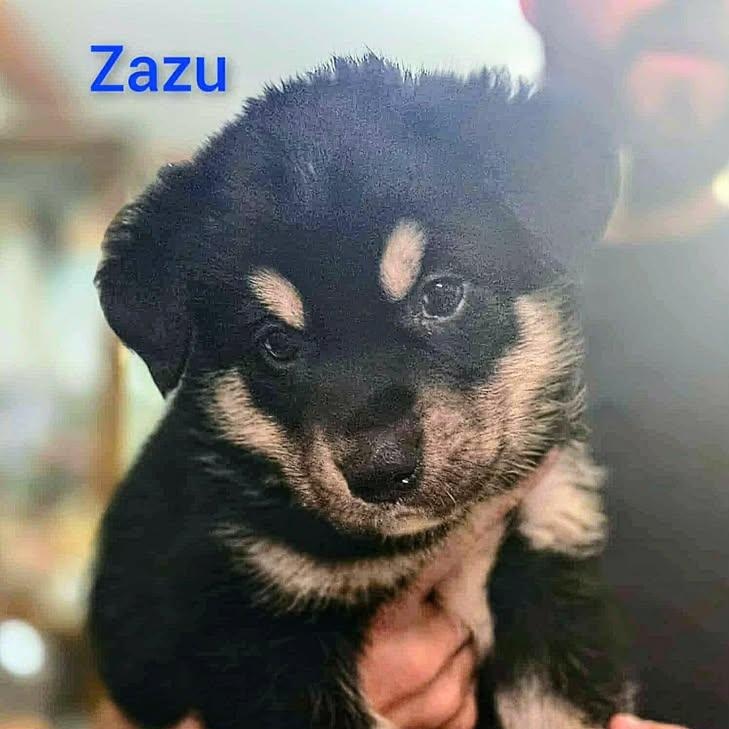 Zazu (20260219-02)