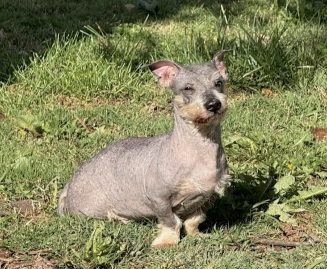 Gollum, Adoptable, Senior Male Miniature Schnauzer.