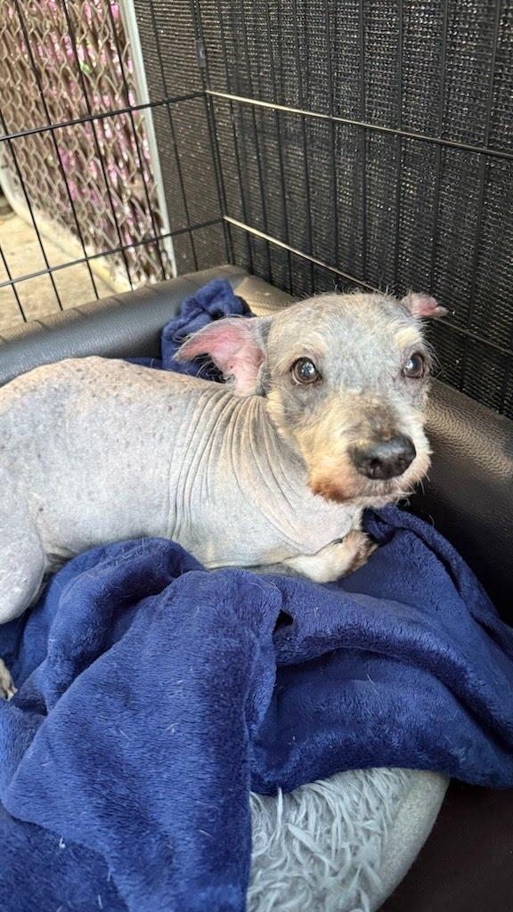 Enlarge Gollum, a Adoptable mixed breed in Knoxville, TN image 2/4