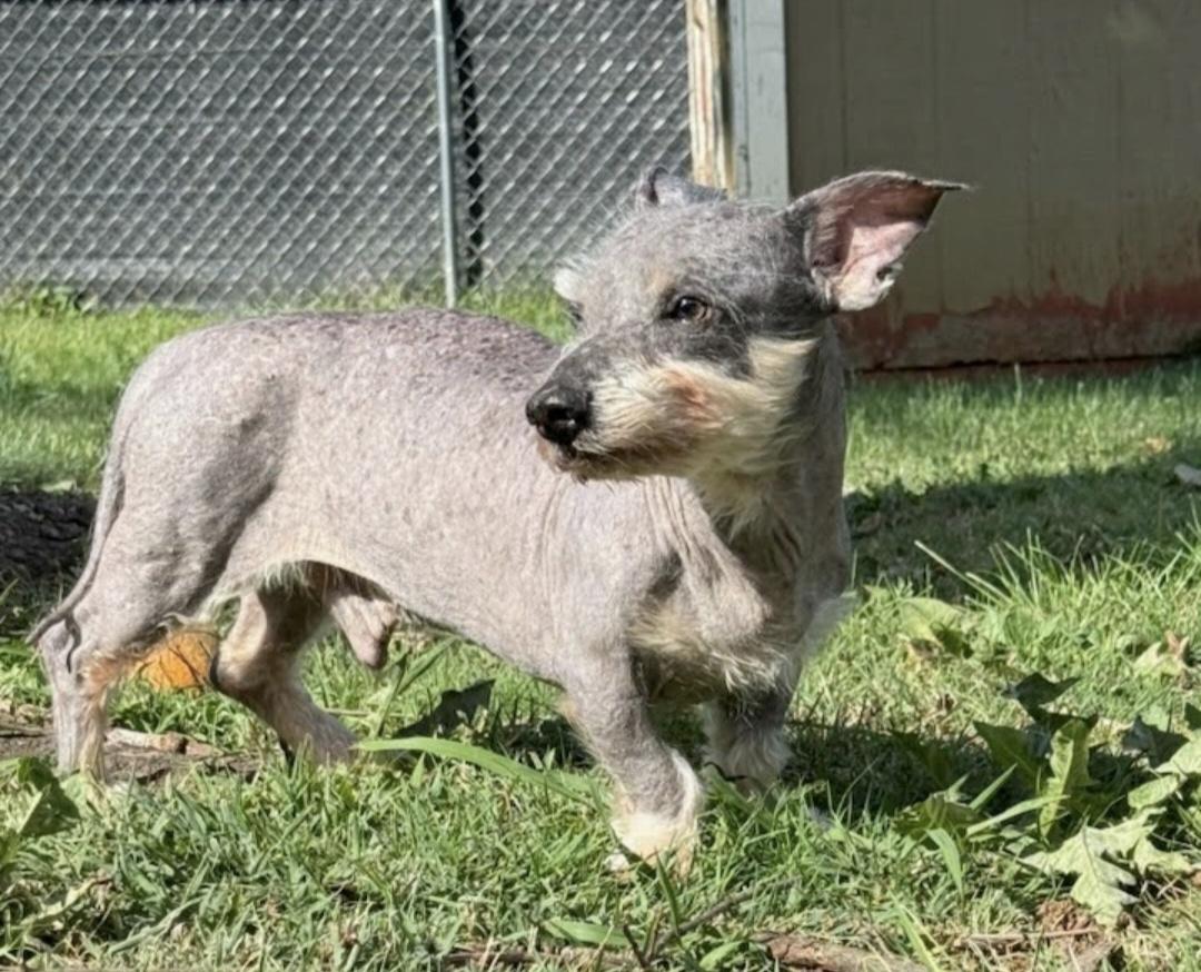 Enlarge Gollum, a Adoptable mixed breed in Knoxville, TN image 3/4