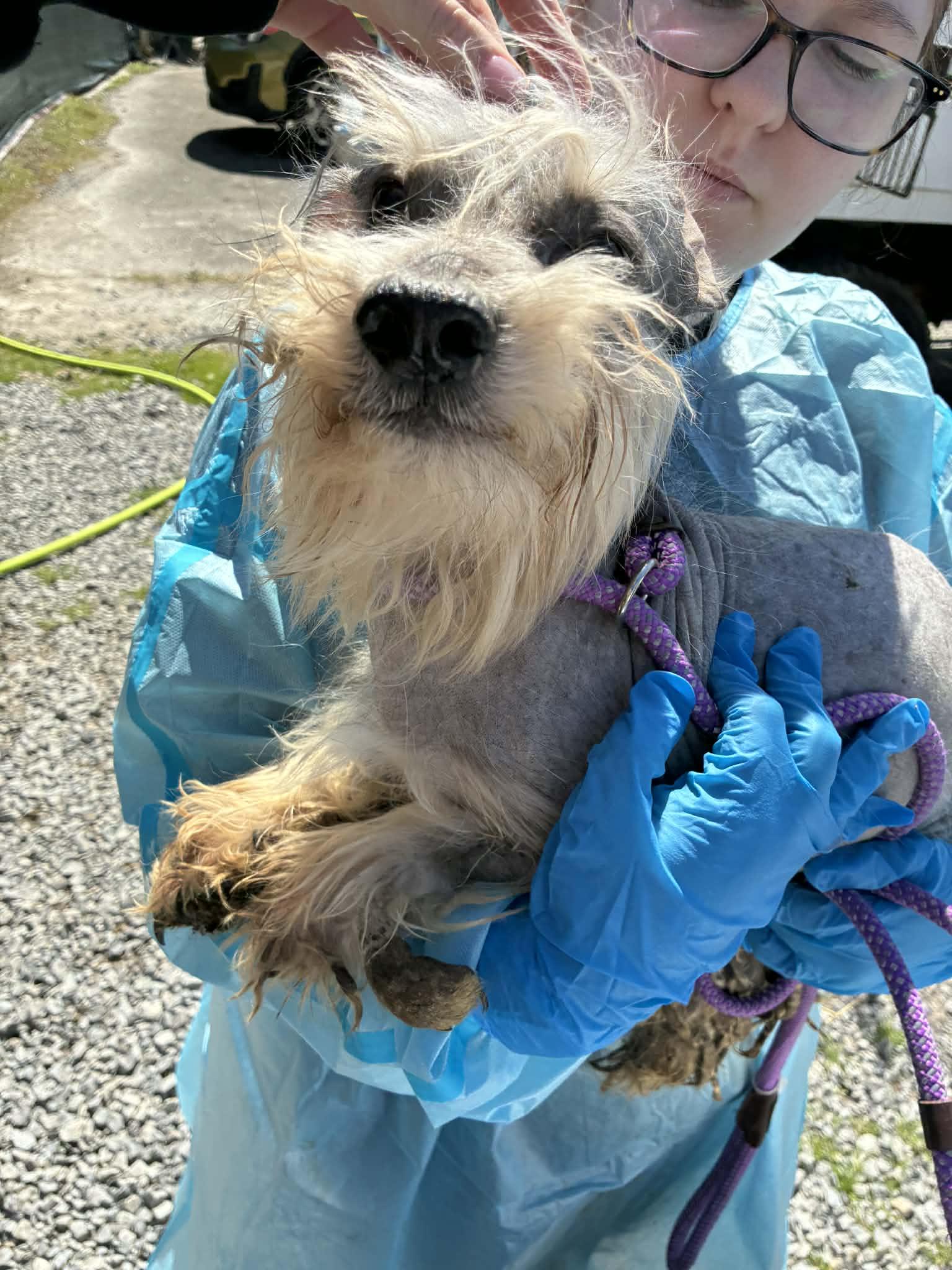 Enlarge Gollum, a Adoptable mixed breed in Knoxville, TN image 1/3