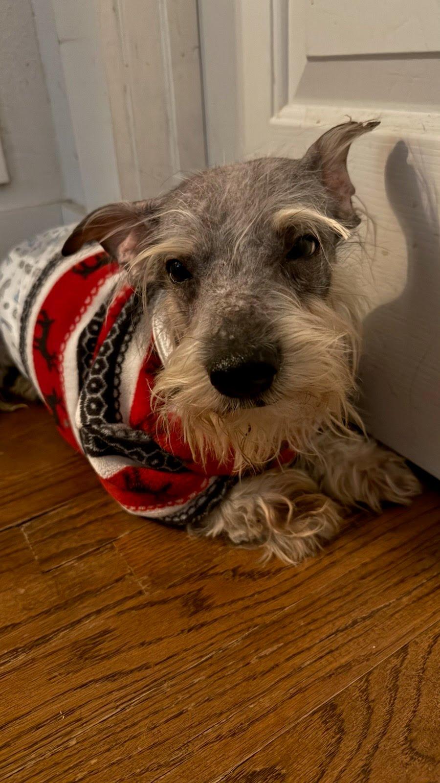 Enlarge Gollum, a Adoptable mixed breed in Knoxville, TN image 2/3