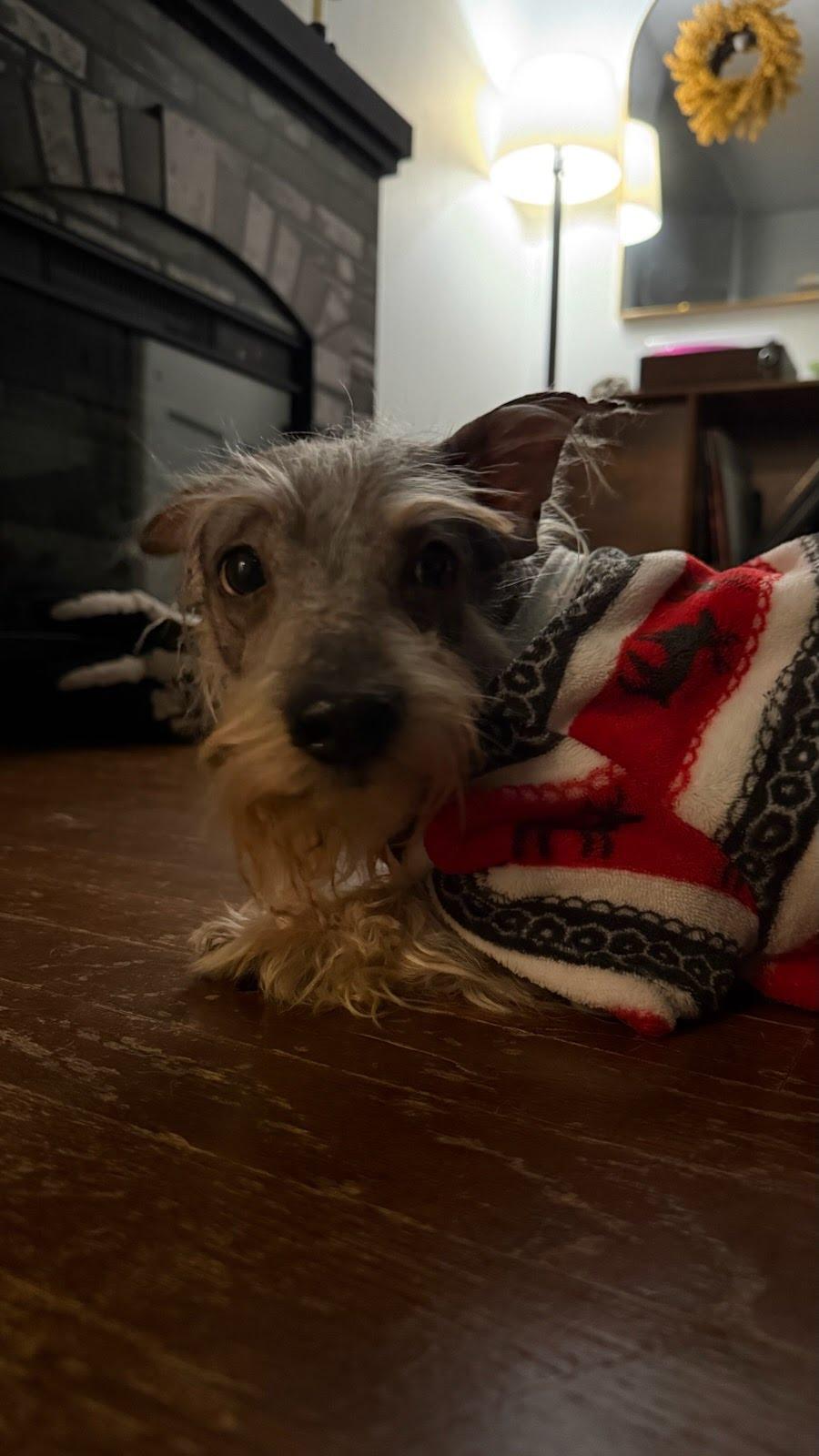 Enlarge Gollum, a Adoptable mixed breed in Knoxville, TN image 3/3