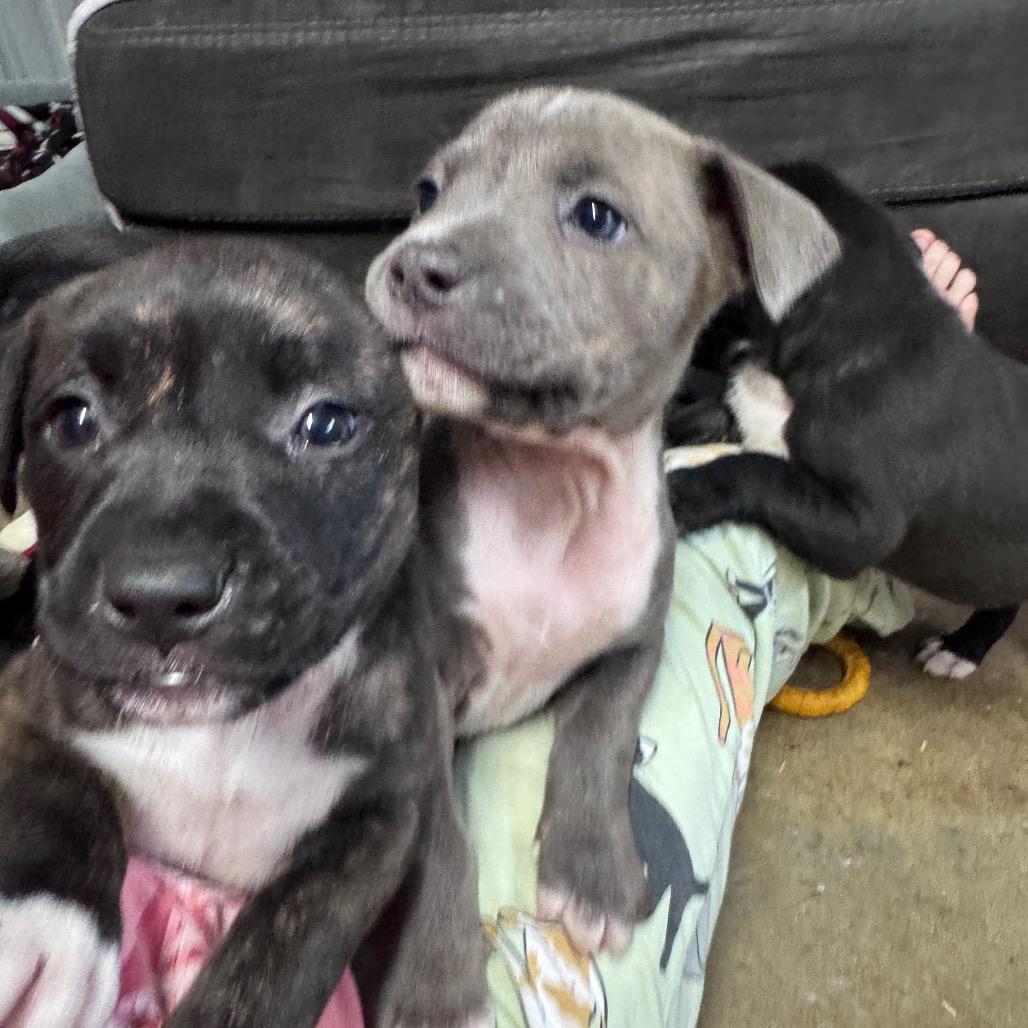 Enlarge Ella, a Adoptable mixed breed in Pinson, TN image 1/6