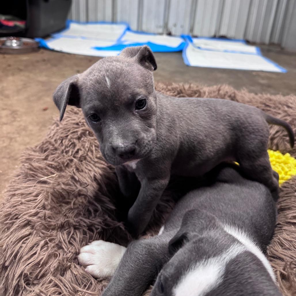Enlarge Ella, a Adoptable mixed breed in Pinson, TN image 3/6