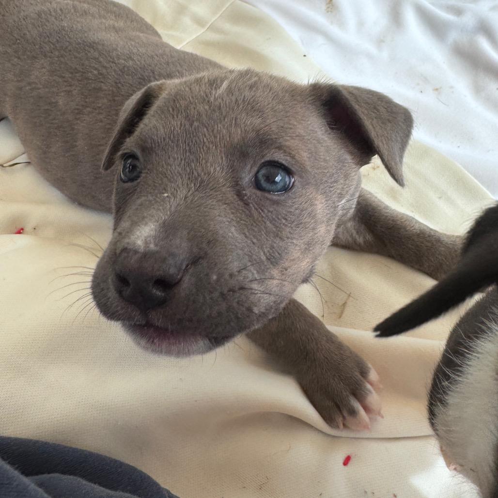 Enlarge Ella, a Adoptable mixed breed in Pinson, TN image 2/6