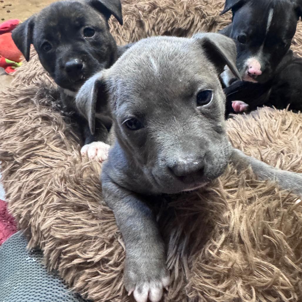 Enlarge Ella, a Adoptable mixed breed in Pinson, TN image 5/6