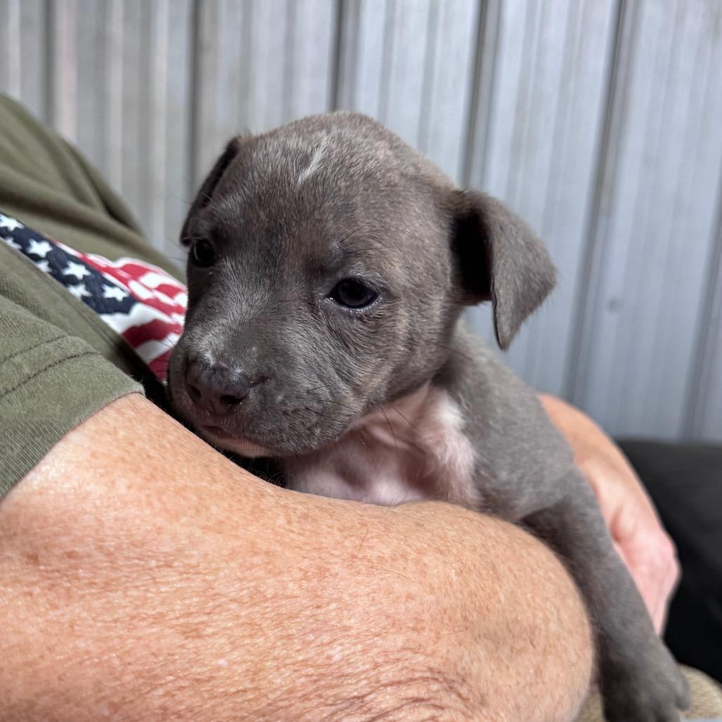 Enlarge Ella, a Adoptable mixed breed in Pinson, TN image 6/6