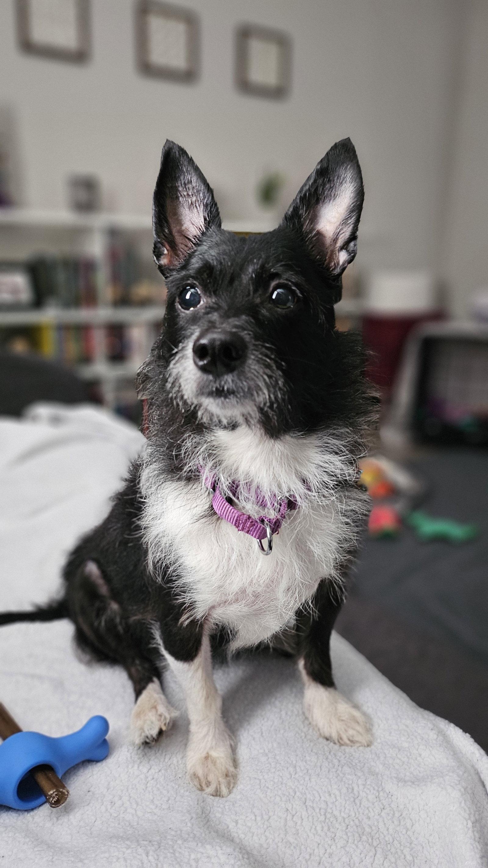 Lucy, Adopted, Adult Female Chihuahua.