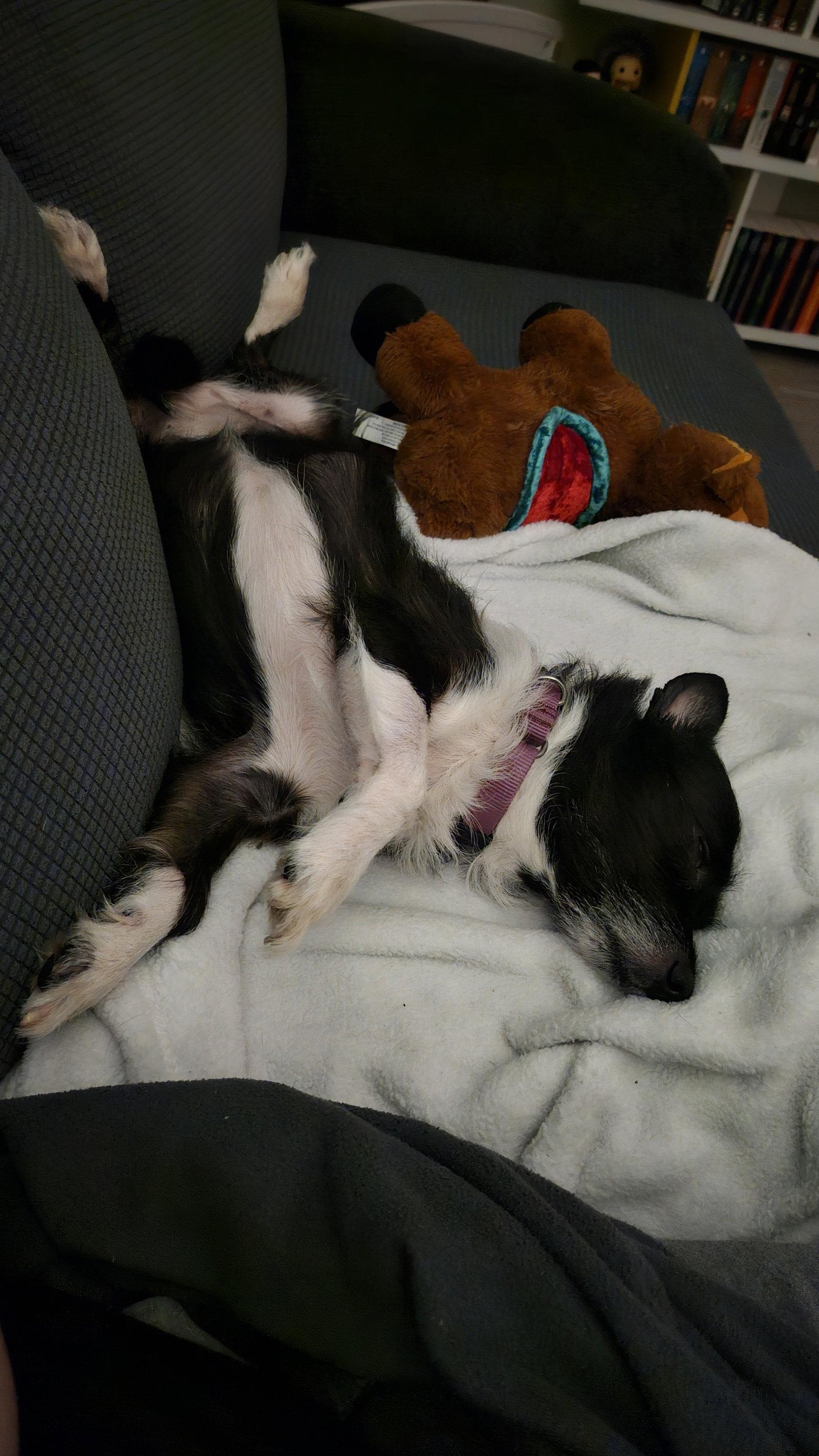 Enlarge Lucy, a Adopted Chihuahua in Wheaton, IL image 2/3