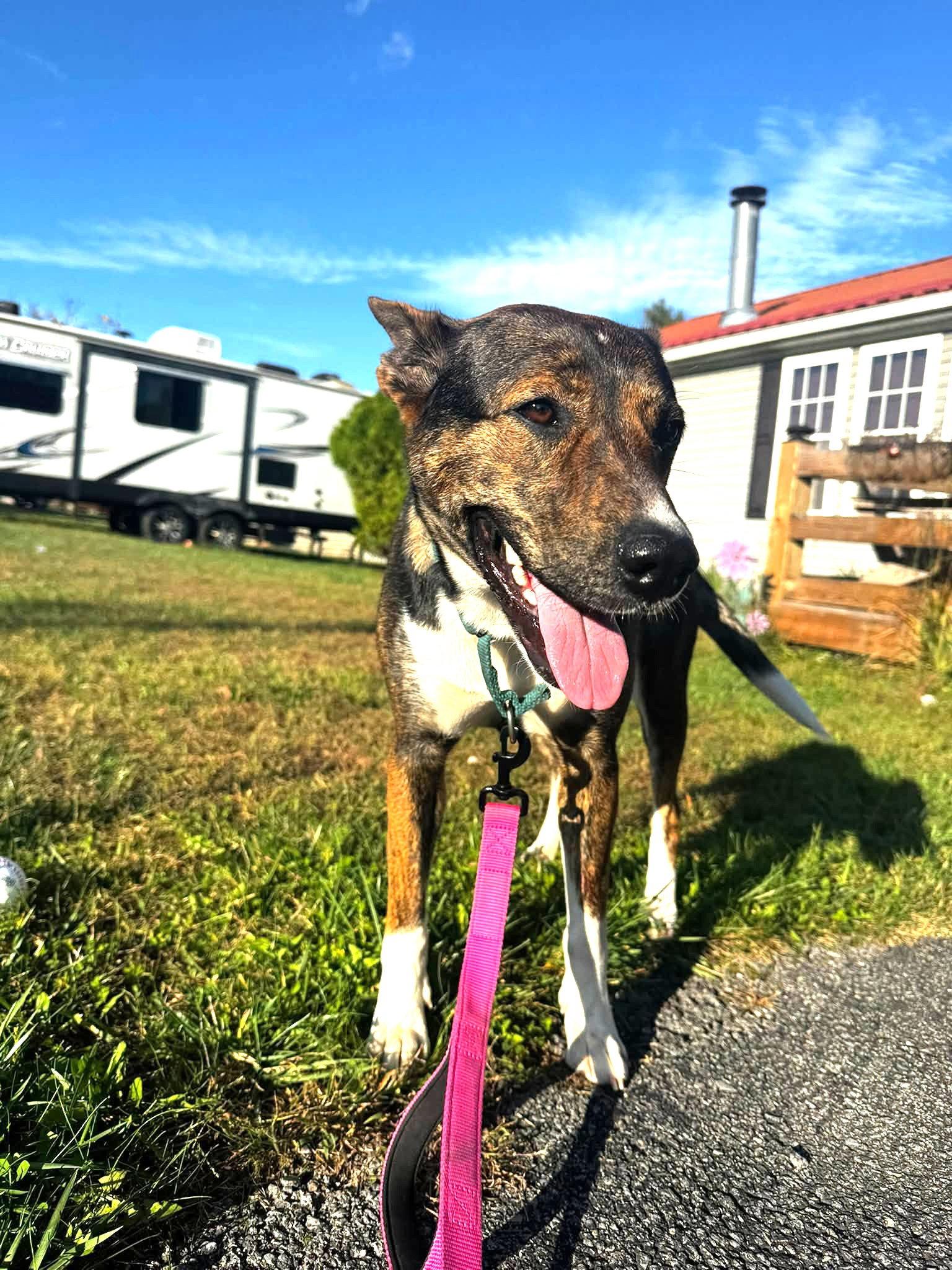 Lucy (3yo, 50ibs), Adoptable, Adult Female Hound & Shepherd.