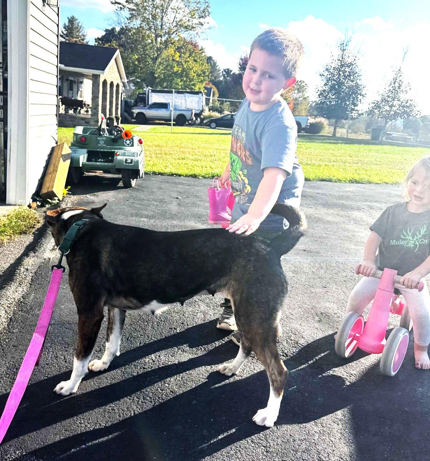 Enlarge Lucy (3yo, 50ibs), a Adoptable mixed breed in Hinton, WV image 2/3