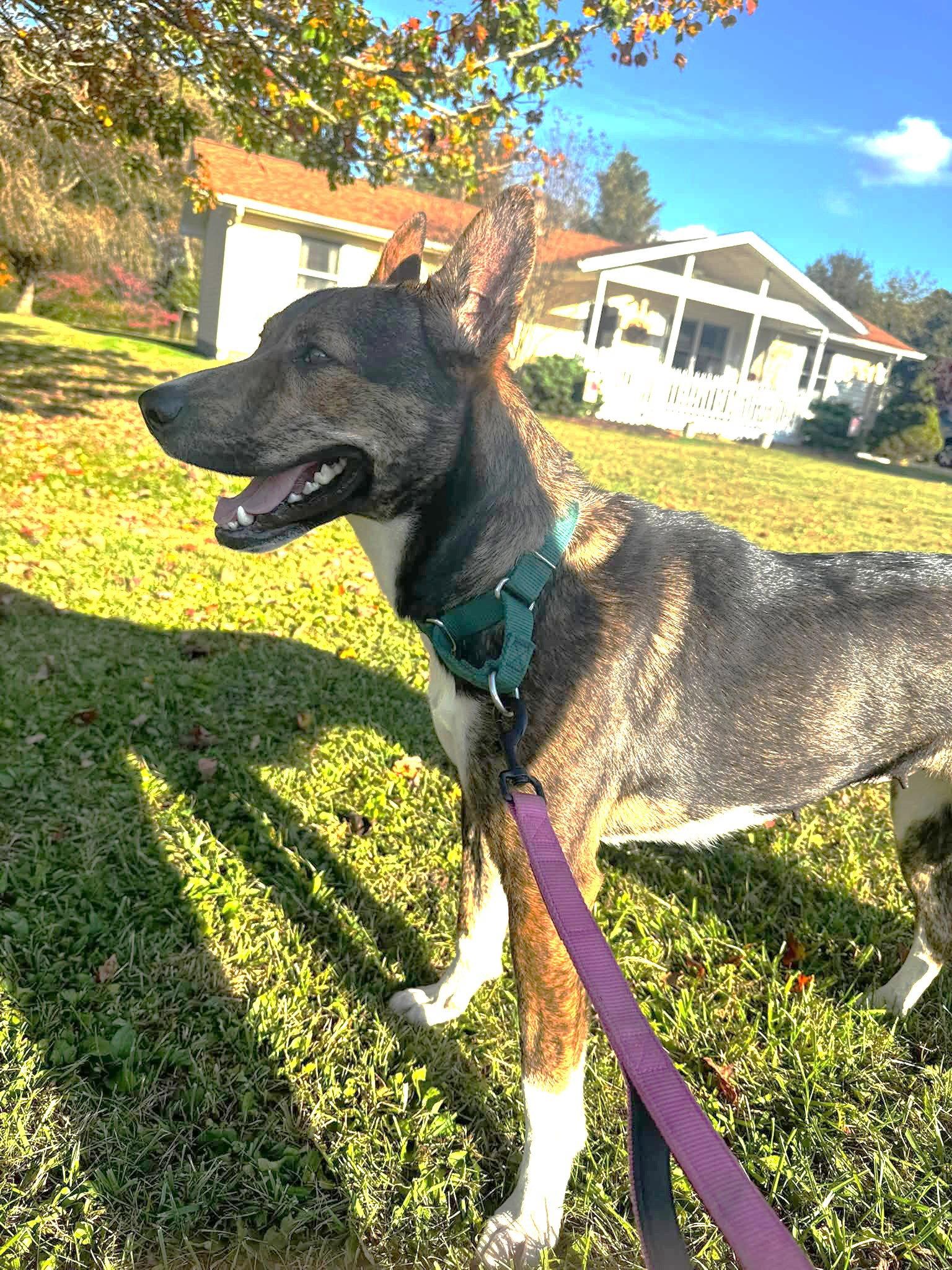 Enlarge Lucy (3yo, 50ibs), a Adoptable mixed breed in Hinton, WV image 3/3