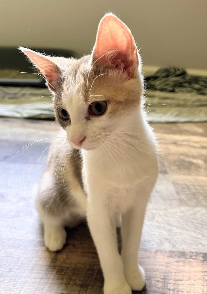 Flossy, Adoptable, Kitten Female Domestic Short Hair.