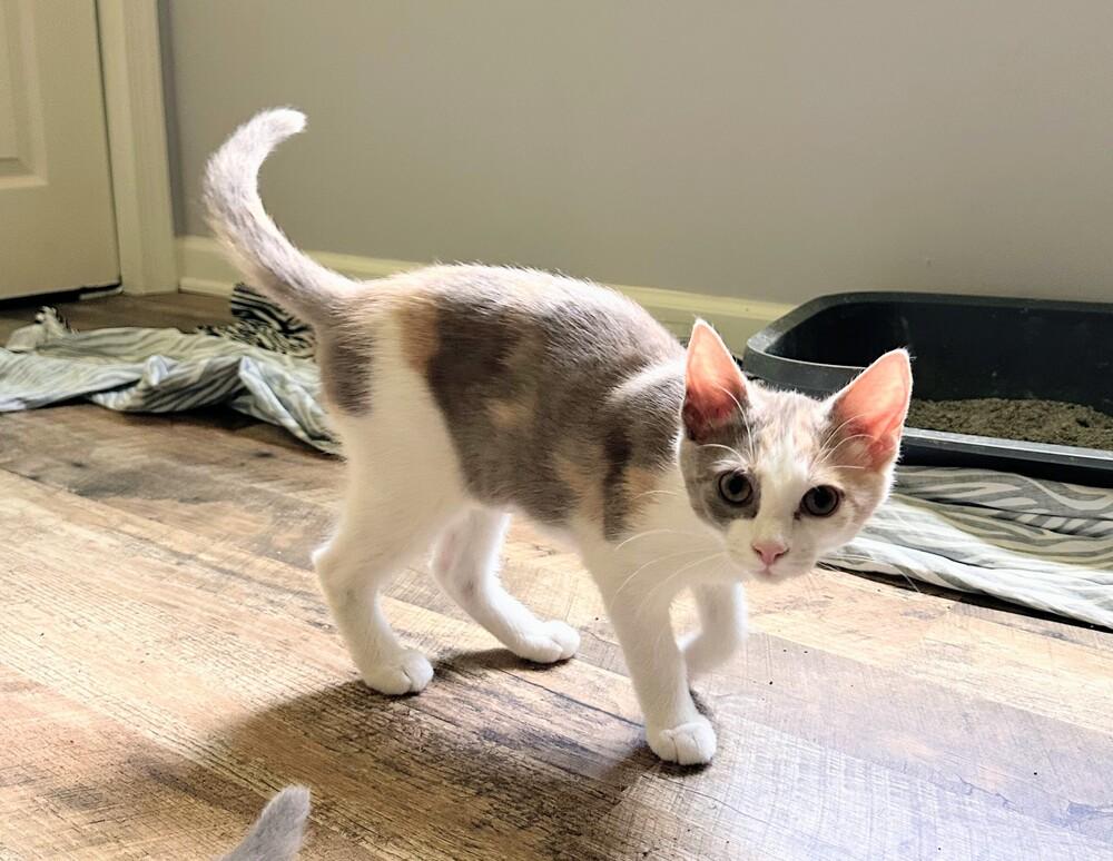 Enlarge Flossy, a Adoptable Domestic Short Hair in Louisa, VA image 2/2